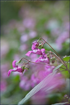 Indian balsam - impatiens glandulifera (3)