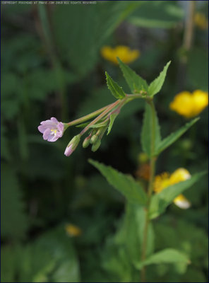 Broad-leafed willowherb - epilobium montanum