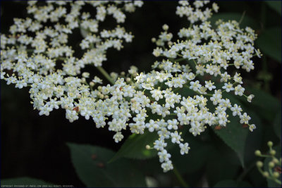 Elder - sambucus nigra