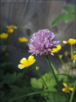 Chives - allium schoenoprasum