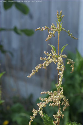 Stinging nettle - Urtica dioica