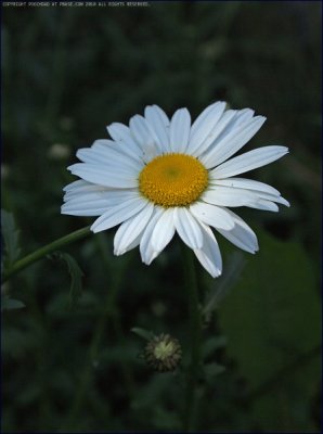 Oxeye daisy - Leucanthemum vulgare