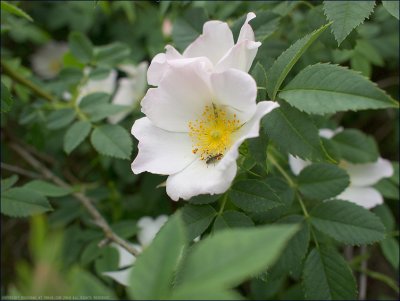 Dog rose - rosa canina
