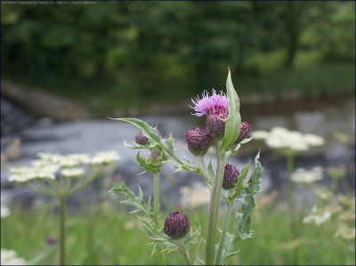 Creeping thistle - cirsium arvense
