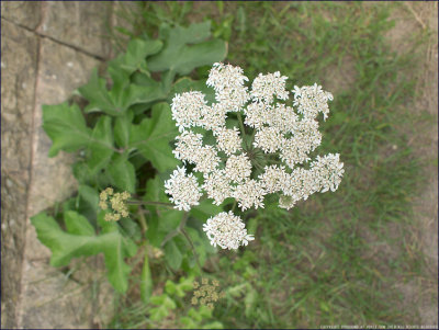 Hogweed - heracleum sphondylium