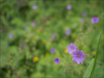 Hedgerow cranesbill - geranium pyrenacium