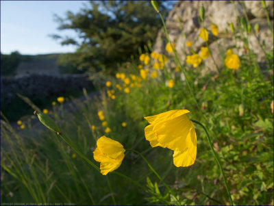 Welsh poppy - meconopsis cambrica