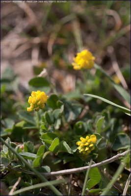 Hop trefoil - Trifolium campestre