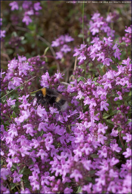 Wild thyme - Thymus polytrichus