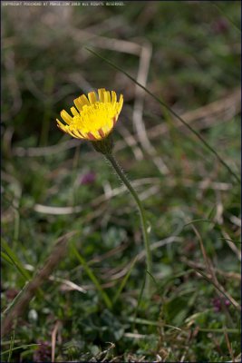 Mouse-ear hawkweed - Hieracium pilosella