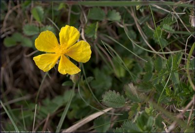 Common rock-rose - Helianthemum nummularium