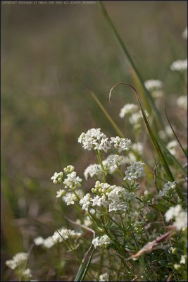 Heath bedstraw - Galium saxatile