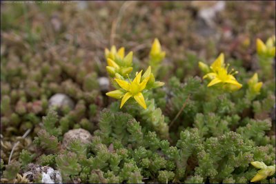 Biting stonecrop - sedum acre