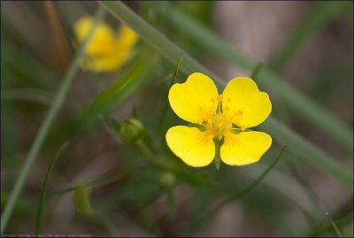 Tormentil - potentilla erecta
