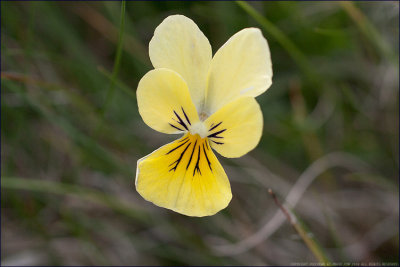 Mountain pansy - viola lutea