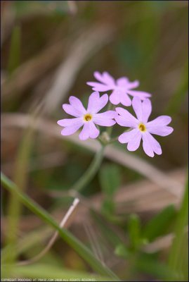 Bird's-eye primrose - primula farinosa
