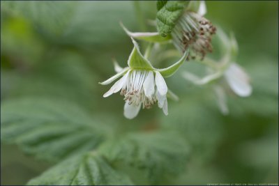 Wild raspberry - rubus idaeus