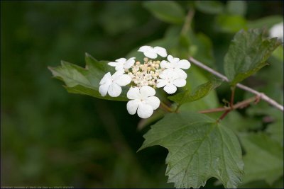 Guelder-rose - viburnum opulus