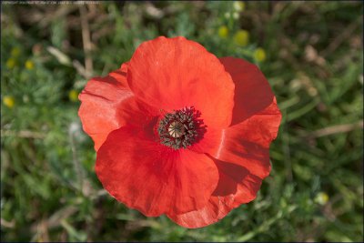 Long-headed poppy - papaver dubium
