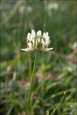White clover - trifolium repens
