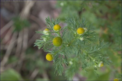 Pineappleweed - matricaria discoidea