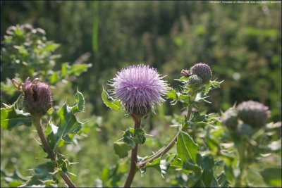 Creeping thistle - cirsium arvense