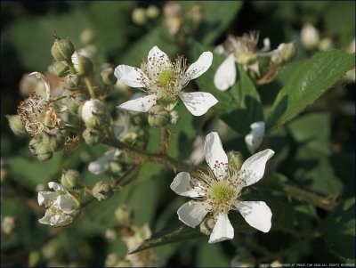 Bramble - rubus fruticosus