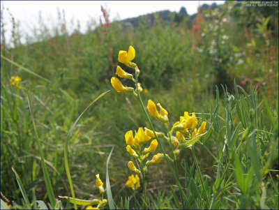Meadow vetchling - lathyrus pratensis