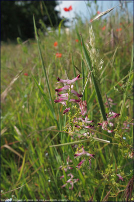 Common fumitory - fumaria officinalis