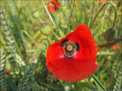 Corn poppy - papaver rhoeas