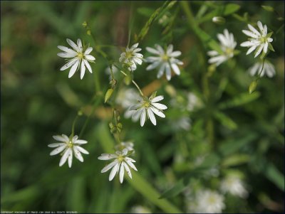 Lesser stitchwort - stellaria graminea