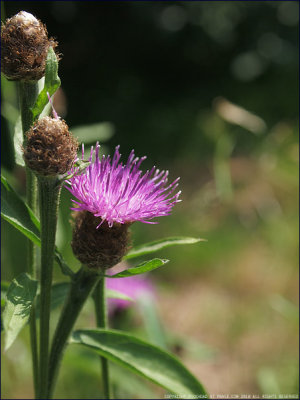 Common knapweed - centaurea nigra