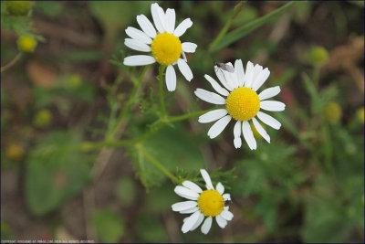 Scentless mayweed - tripleurospermum inodorum