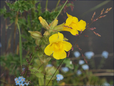 Common monkeyflower- mimulus guttatus