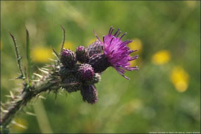 Marsh thistle - cirsium palustre