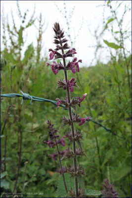 Hedge woundwort - stachys sylvatica