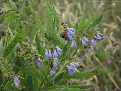 Russian comfrey - symphytum x uplandicum