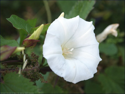 Hedge bindweed - calystegia sepium