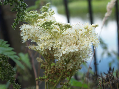 Meadowsweet - filipendula ulmaria