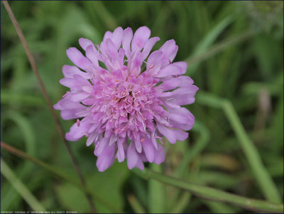 Field scabious - knautia arvensis