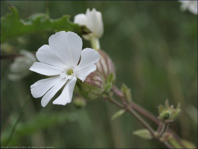 Bladder campion - silene vulgaris