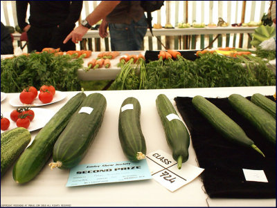 prize cucumbers