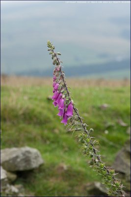 Foxglove - digitalis purpurea