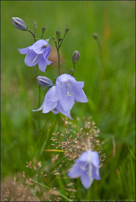 British Wild Flowers - 2010 Gallery