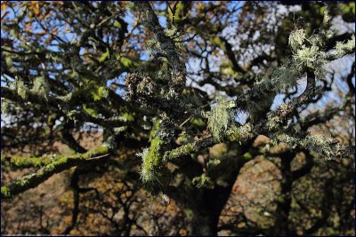 lichen on english oak, Dartmoor