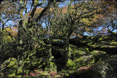 Wistmans Wood, Dartmoor