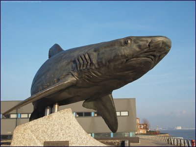 Grey reef shark sculpture outside the Deep