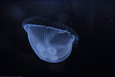 moon jellyfish