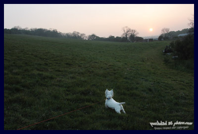 story 7: pooch visits pembrokeshire