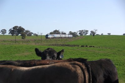 XPT and Cows